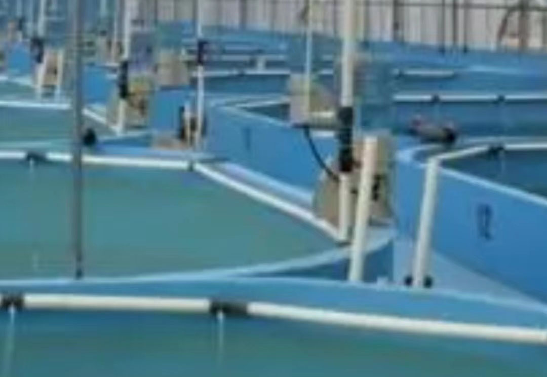 藍色水性養殖漆