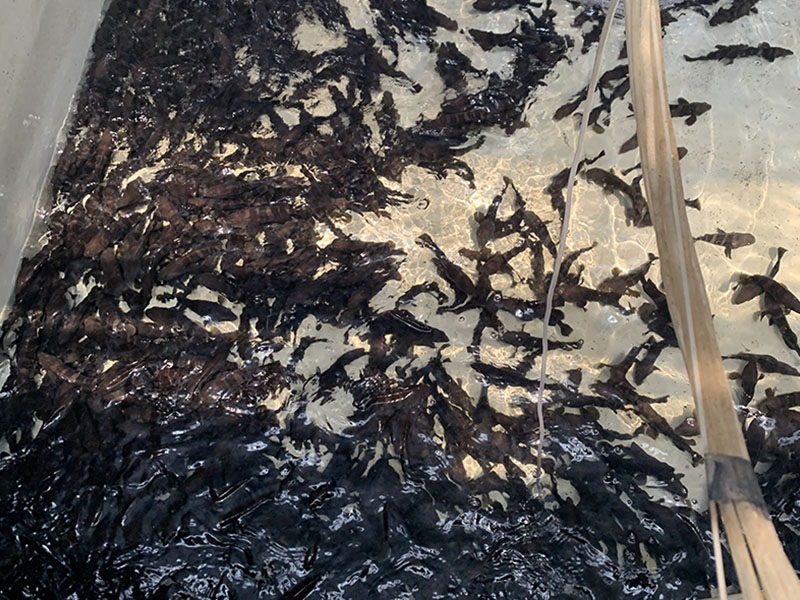 灰色水性養(yǎng)殖漆