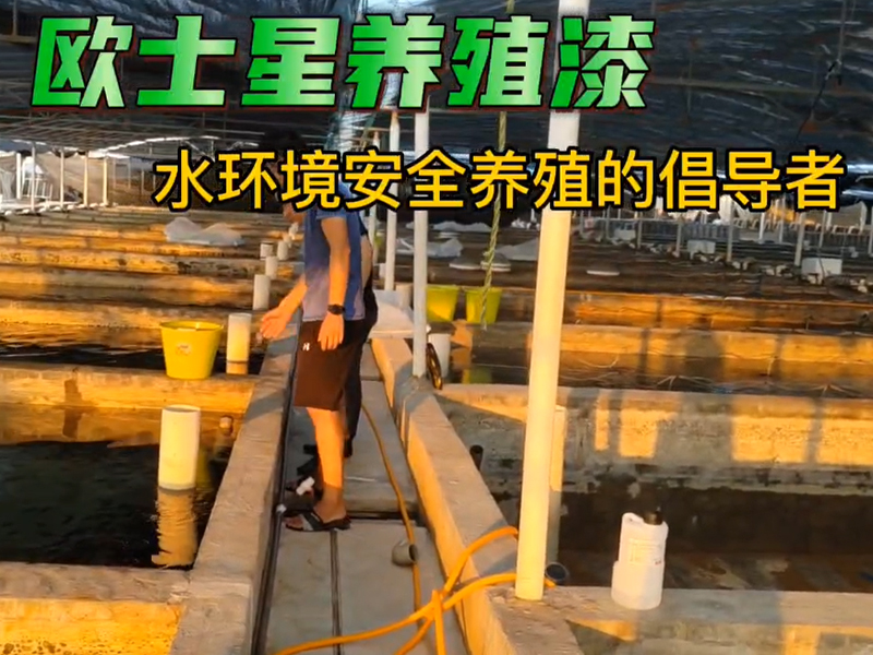 走訪石斑魚苗場，查看池子情況，今年石斑魚價格好，刷一刷歐士星養殖漆，養殖更順利，賺大錢！