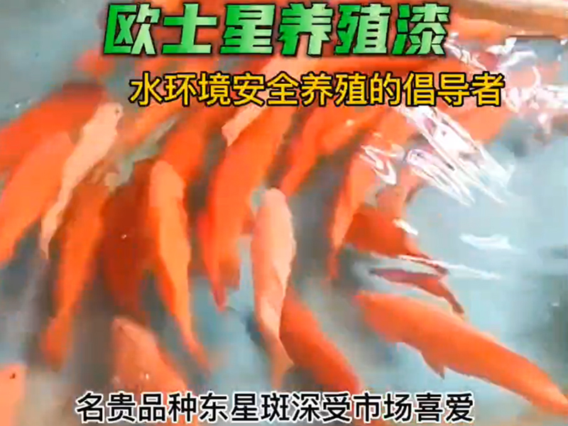 東星斑深受市場喜愛，定期刷一刷養(yǎng)殖漆給東星斑一個好的環(huán)境是必要的。刷漆前清理池子，打磨有助于養(yǎng)殖漆更好的附著，歐士星養(yǎng)殖漆安全，環(huán)保，施工簡便，施工人員無需帶面罩，均勻涂刷5-7天即可放水養(yǎng)殖，#水產(chǎn)養(yǎng)殖 #東星斑 #歐士星養(yǎng)殖漆