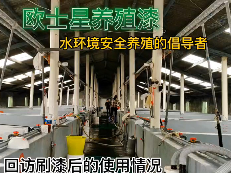 回訪刷漆后的使用情況，11月8日刷完漆，12月7日回訪，蝦苗攝食狀態佳，體色亮，活力好，倡導水環境安全養殖，歐士星養殖漆在行動！